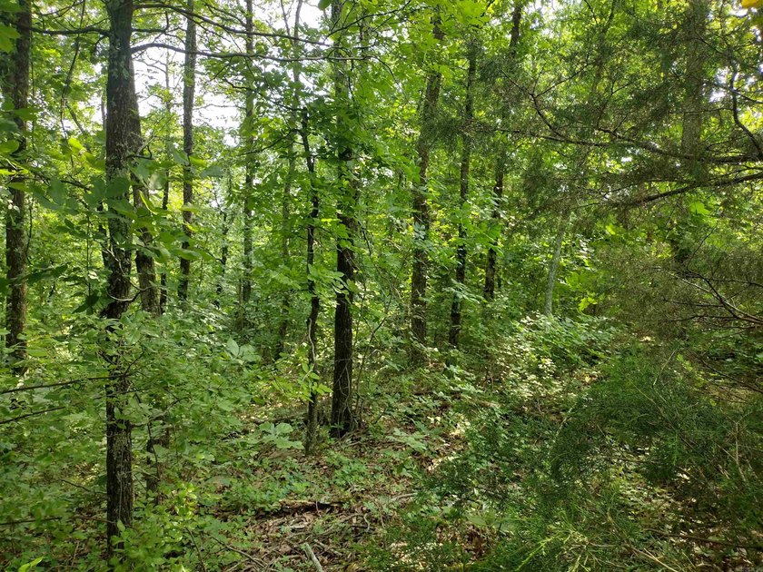 This stunning property near Greers Ferry Lake boast small creek - photo 8