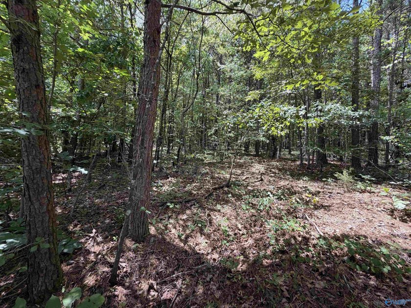 Don't miss viewing this property if you are planning to build - photo 3