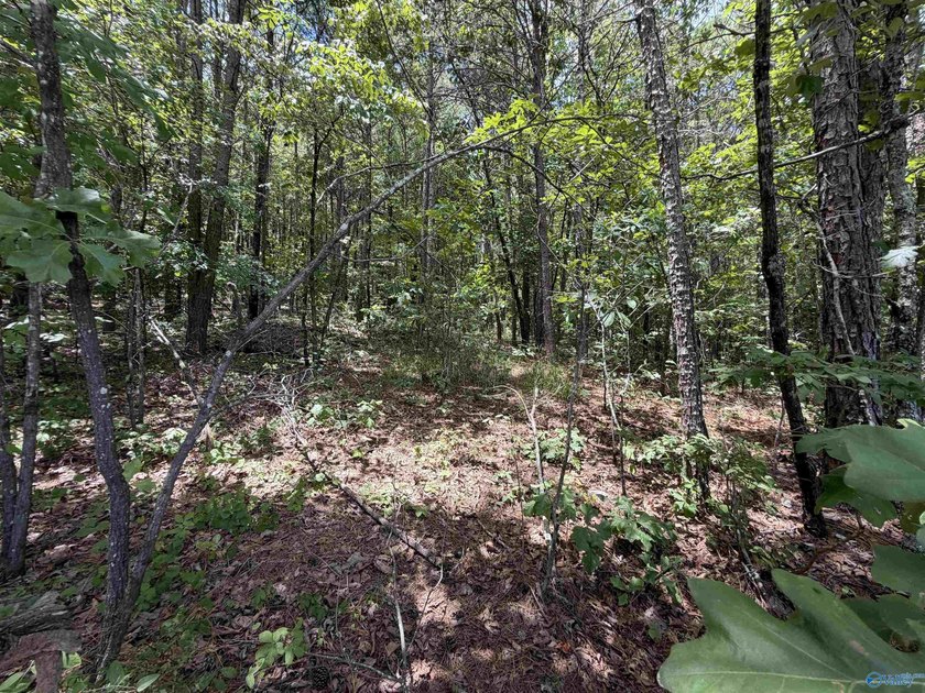 Don't miss viewing this property if you are planning to build - photo 4