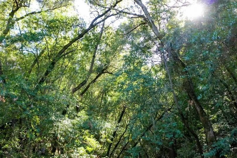 Discover a hidden gem high above Silicon Valley - a serene 8 - photo 7
