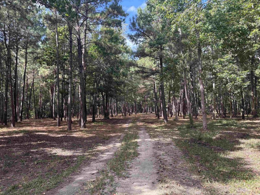 A rare opportunity to own 55 acres of pristine land with - photo 4