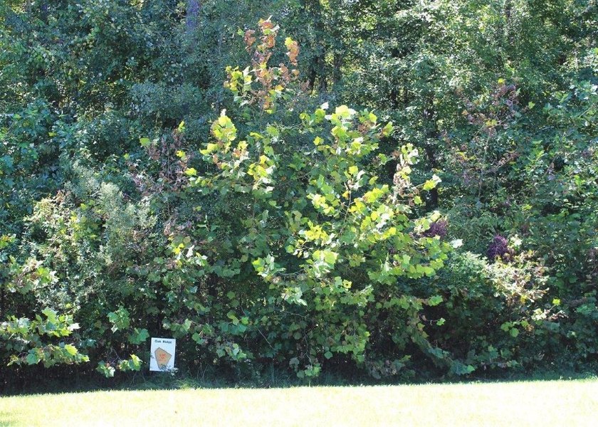 5.5 acres in beautiful neighborhood with all gated driveways - photo 3