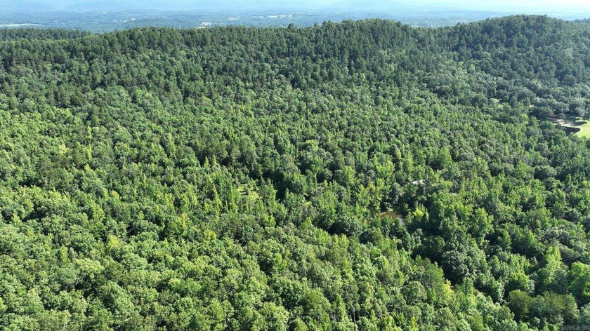Approximately 64 wooded acres with county road frontage - photo 4