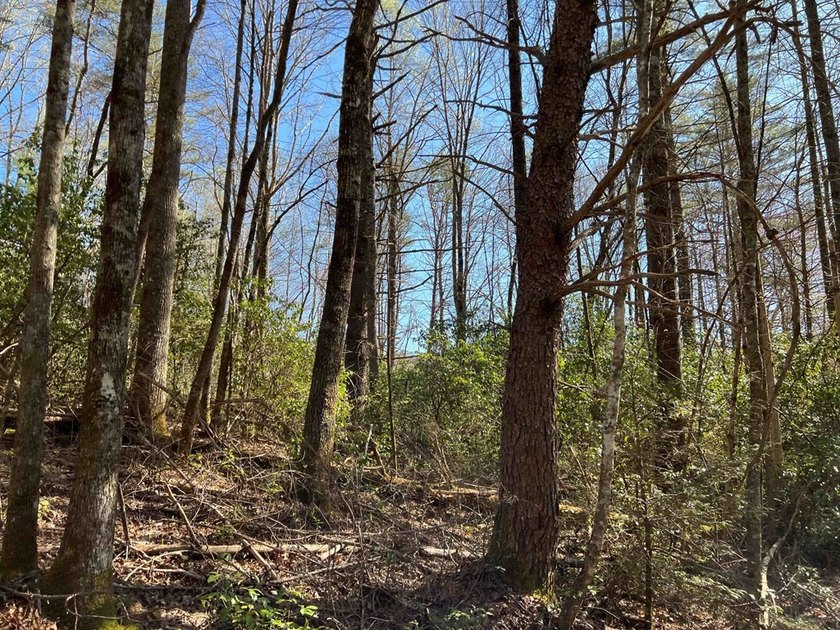 Wayah Road Frontage, easy access-nice laying land. nice big - photo 3