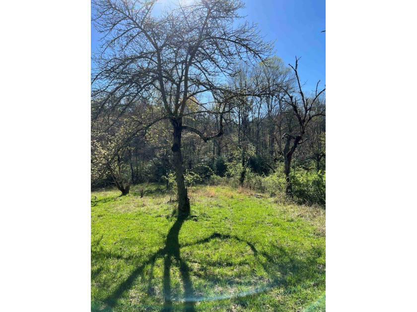 Wayah Road Frontage, easy access-nice laying land. nice big - photo 4