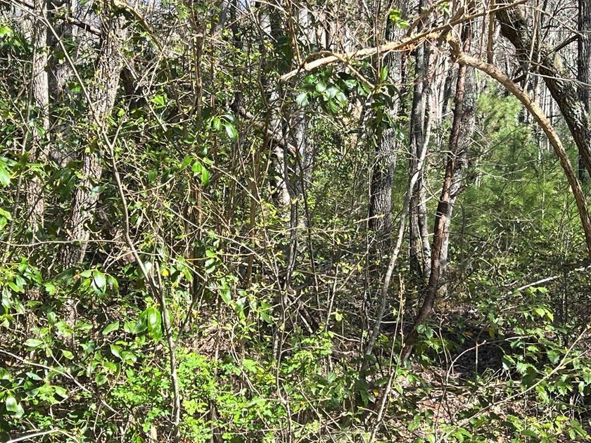 Wayah Road Frontage, easy access-nice laying land. nice big - photo 5