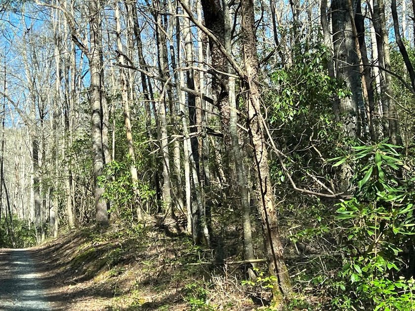 Wayah Road Frontage, easy access-nice laying land. nice big - photo 6
