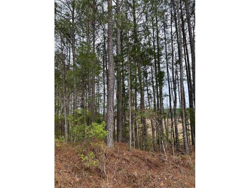 Located in Kemper County, Mississippi, this 42.5+/- acre tract - photo 3