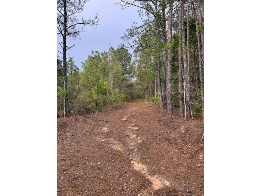 Located in Kemper County, Mississippi, this 42.5+/- acre tract - photo 7