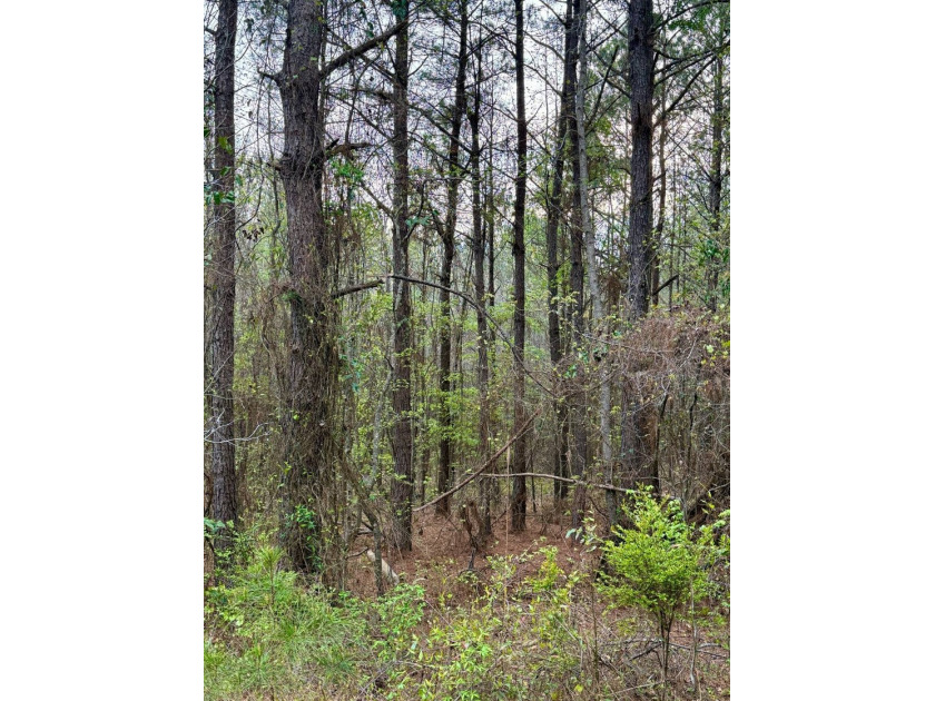 Located in Kemper County, Mississippi, this 42.5+/- acre tract - photo 8