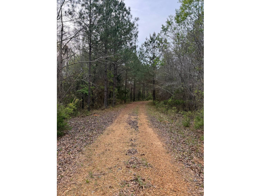 Located in Kemper County, Mississippi, this 42.5+/- acre tract - photo 9