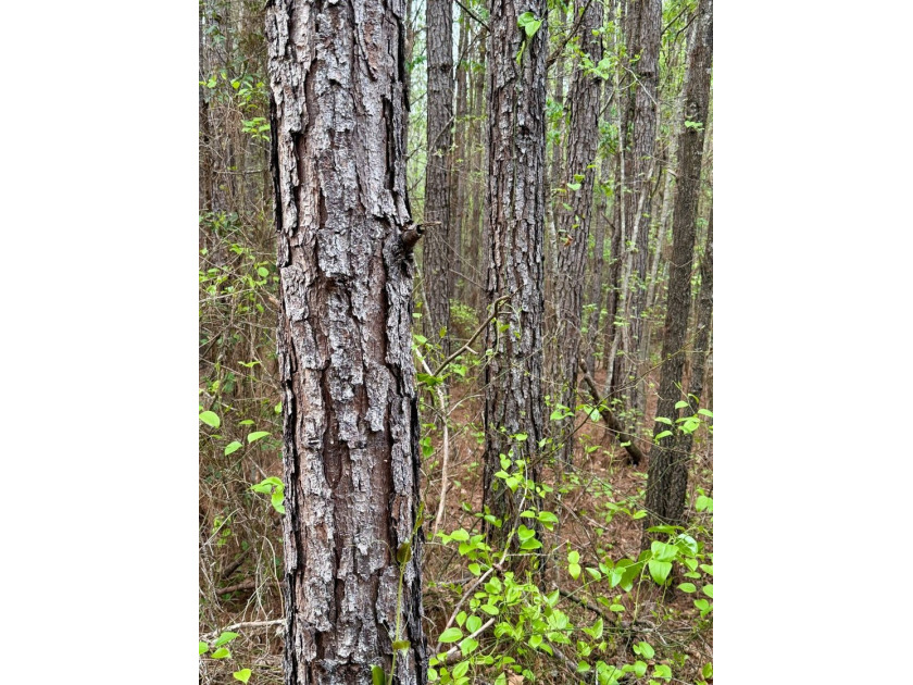 Located in Kemper County, Mississippi, this 42.5+/- acre tract - photo 10