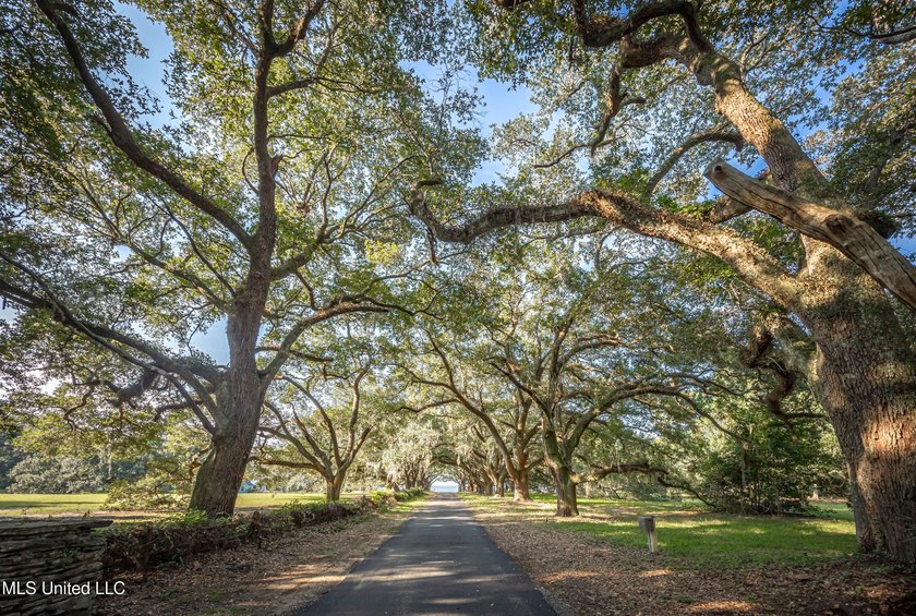 Gorgeous, centuries-old majestic oaks line these level, one-acre - photo 3