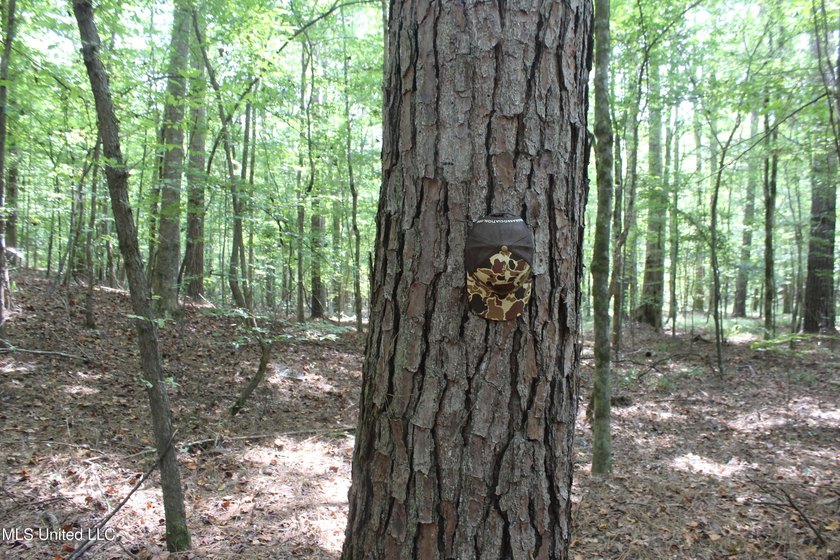 This 7.21 acre tract would make a great home or camp site - photo 5