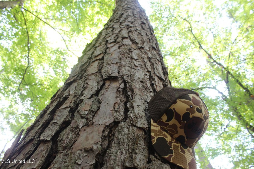 This 7.21 acre tract would make a great home or camp site - photo 6