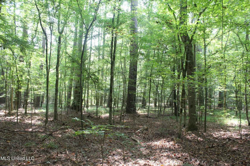This 7.21 acre tract would make a great home or camp site - photo 7