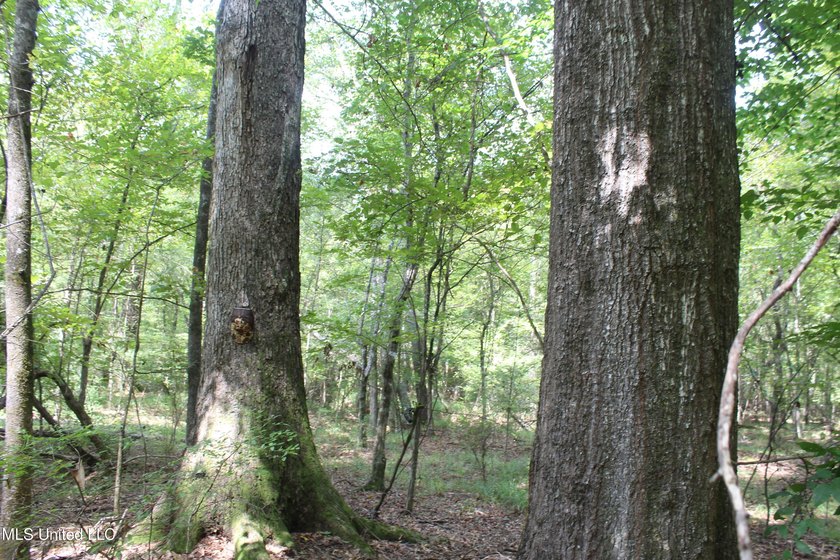 This 7.21 acre tract would make a great home or camp site - photo 8