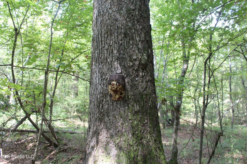 This 7.21 acre tract would make a great home or camp site - photo 9