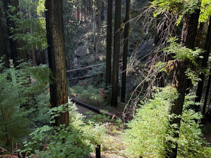 Nestled in a serene redwood forest, 449 Band Road presents a - photo 3