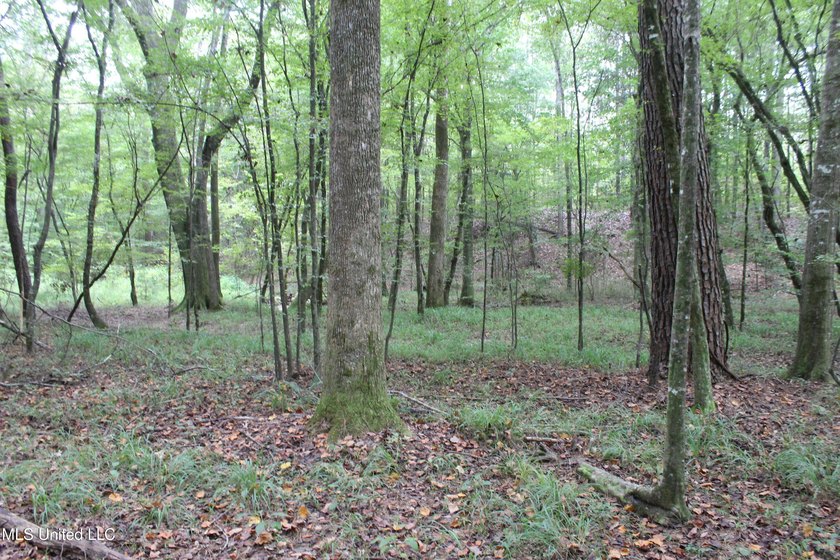 Welcome to this beautiful wooded tract of land located in - photo 4