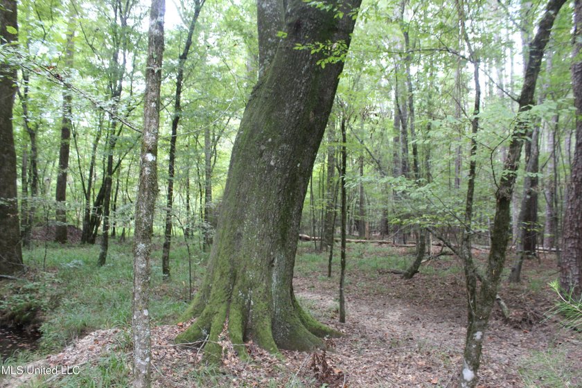 Welcome to this beautiful wooded tract of land located in - photo 6