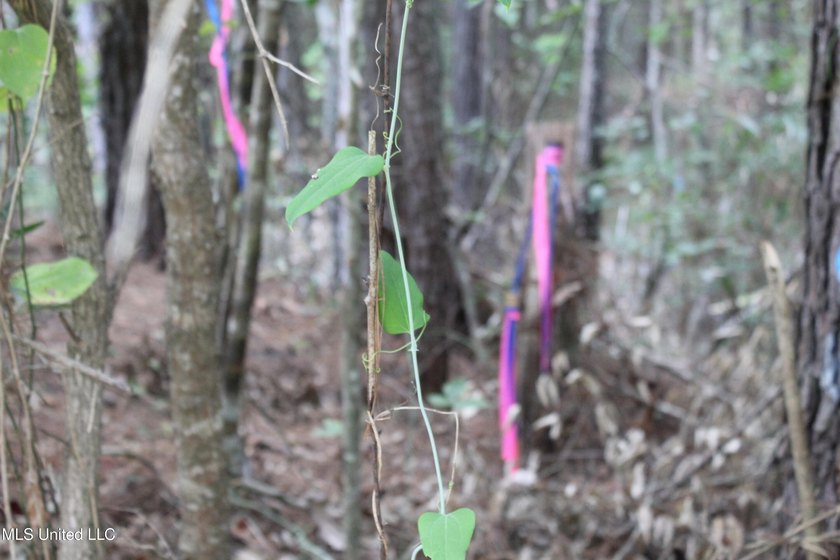Welcome to this beautiful wooded tract of land located in - photo 10
