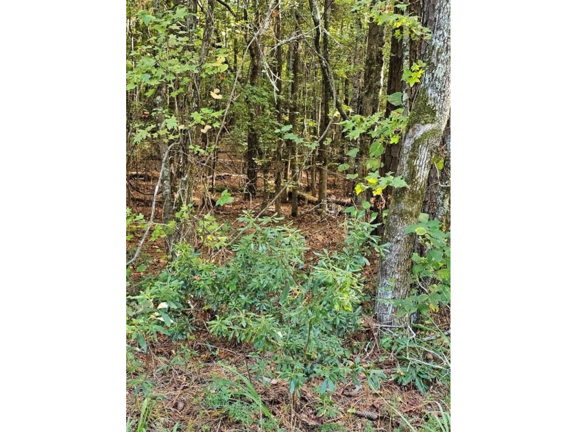 OWNER FINANCING WITH 25% DOWN. 0.65 Acre buildable lot in Oak - photo 3