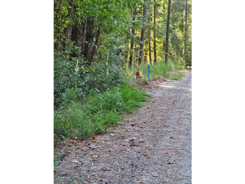 OWNER FINANCING WITH 25% DOWN. 0.65 Acre buildable lot in Oak - photo 4