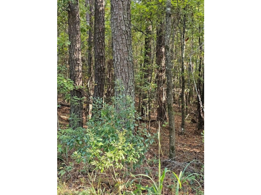 OWNER FINANCING WITH 25% DOWN. 0.65 Acre buildable lot in Oak - photo 7
