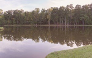 OWNER FINANCING WITH 25% DOWN. 0.65 Acre buildable lot in Oak - photo 9