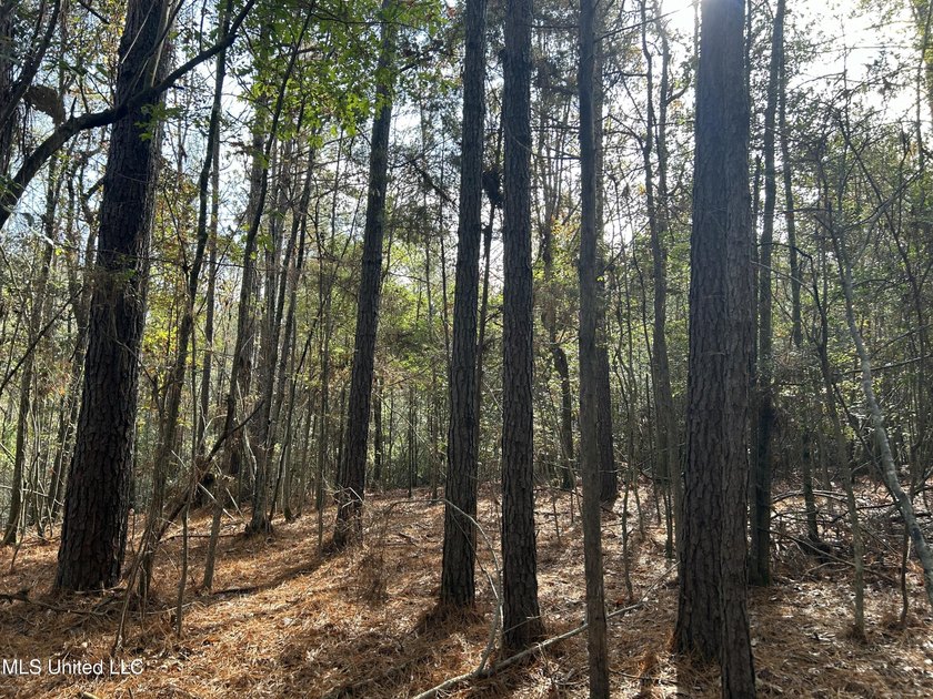 Discover 39.7+- surveyed acres in Brookhaven, Mississippi - photo 13