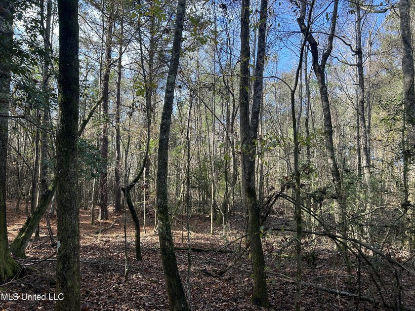 Discover 39.7+- surveyed acres in Brookhaven, Mississippi - photo 14