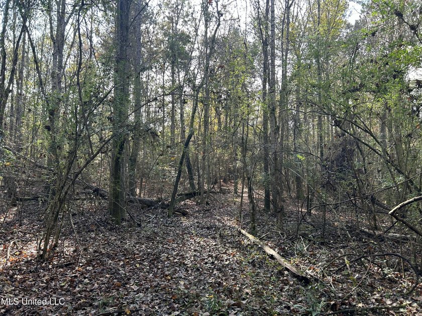 Discover 39.7+- surveyed acres in Brookhaven, Mississippi - photo 15