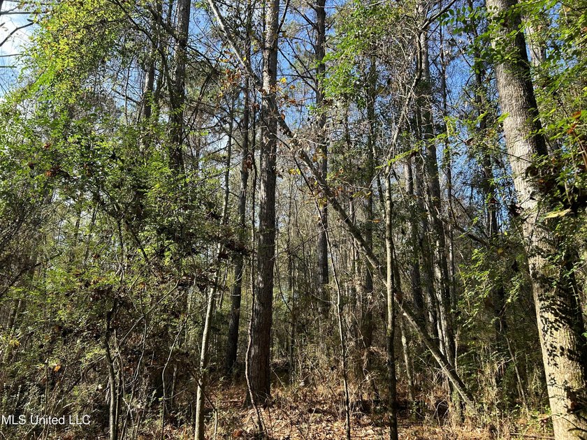 Discover 39.7+- surveyed acres in Brookhaven, Mississippi - photo 16