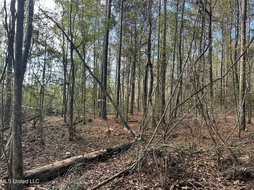 Discover 39.7+- surveyed acres in Brookhaven, Mississippi - photo 21