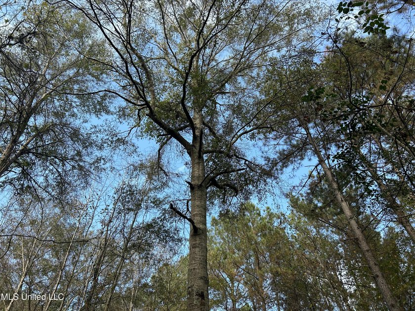 Discover 39.7+- surveyed acres in Brookhaven, Mississippi - photo 22