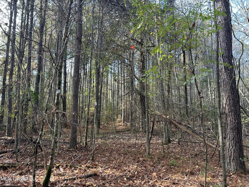 Discover 39.7+- surveyed acres in Brookhaven, Mississippi - photo 24