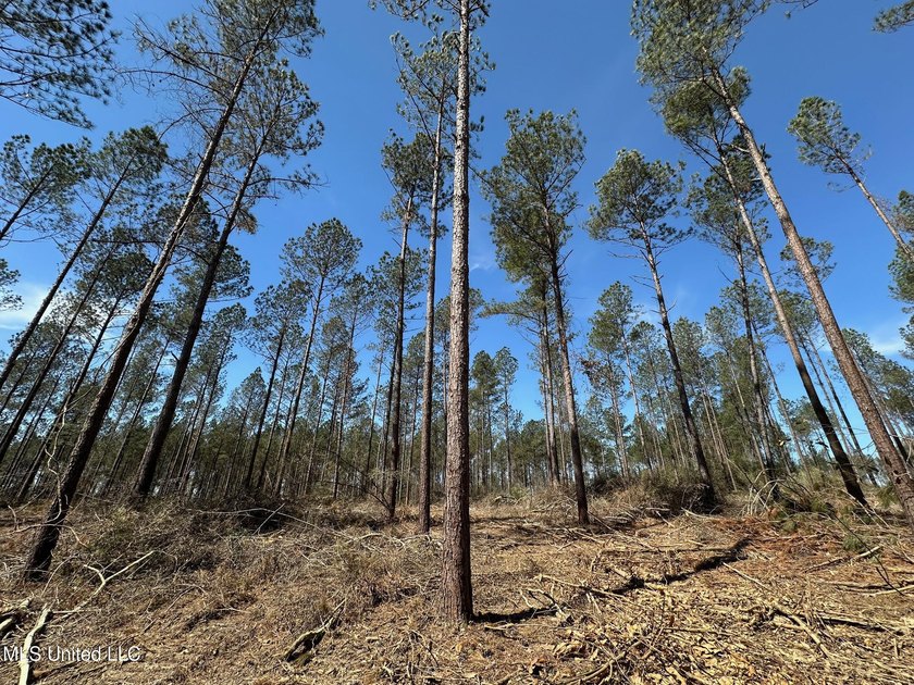 +/- 124 acres in the Shivers community in southwest Simpson - photo 4