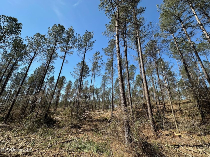 +/- 124 acres in the Shivers community in southwest Simpson - photo 6