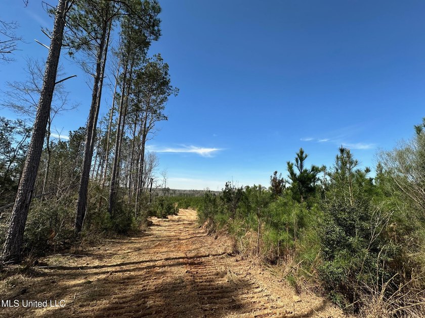 +/- 99 acres in the Shivers community in southwest Simpson - photo 6