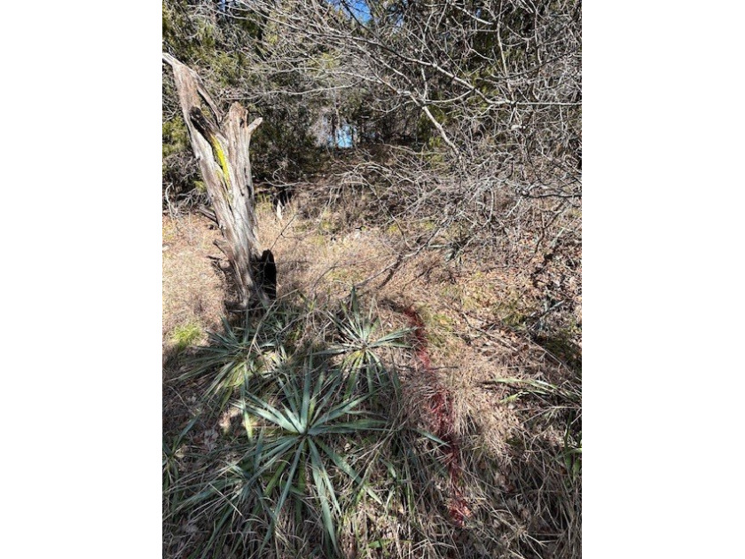 Great Lot with distant water view, partially cleared, backs up - photo 17