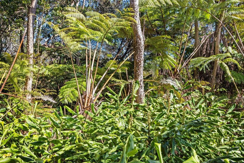 This forested lot in Volcano Village is a wonderful location to - photo 8
