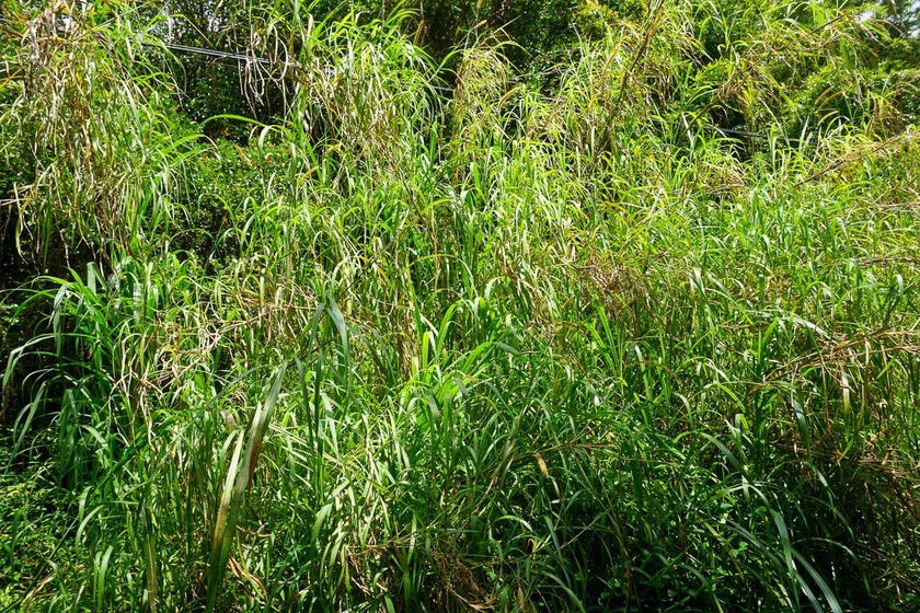 A great opportunity for land on the Big Island Of Hawaii. Nice - photo 3