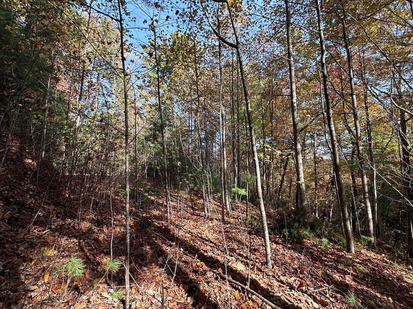 Discover the possibilities with this 8.07-acre mountain property - photo 6