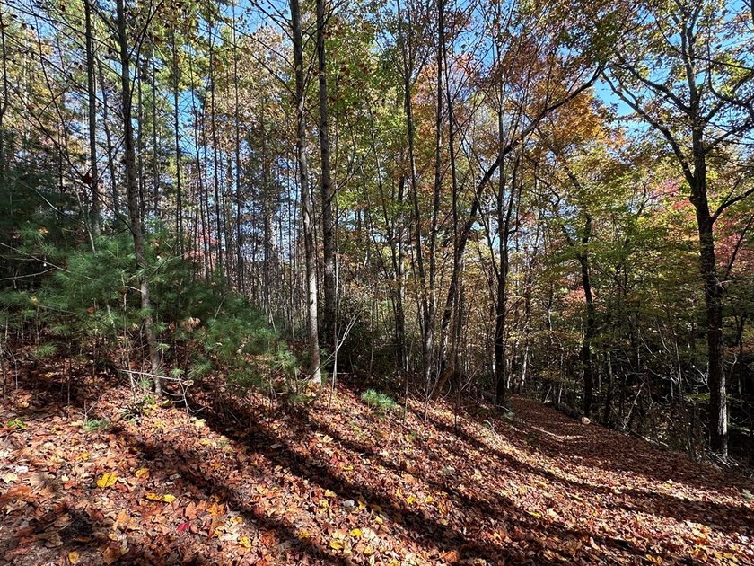Discover the possibilities with this 8.07-acre mountain property - photo 7