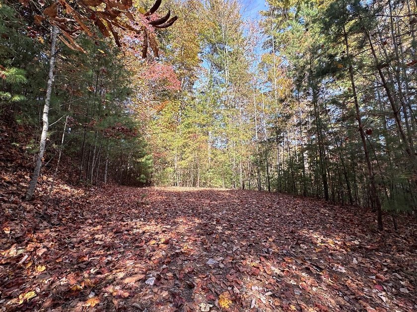 Discover the possibilities with this 8.07-acre mountain property - photo 9