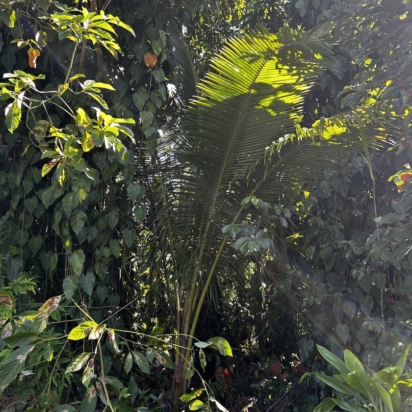 One of three Adjacent Lots in Hawaiian Beaches to be sold - photo 7