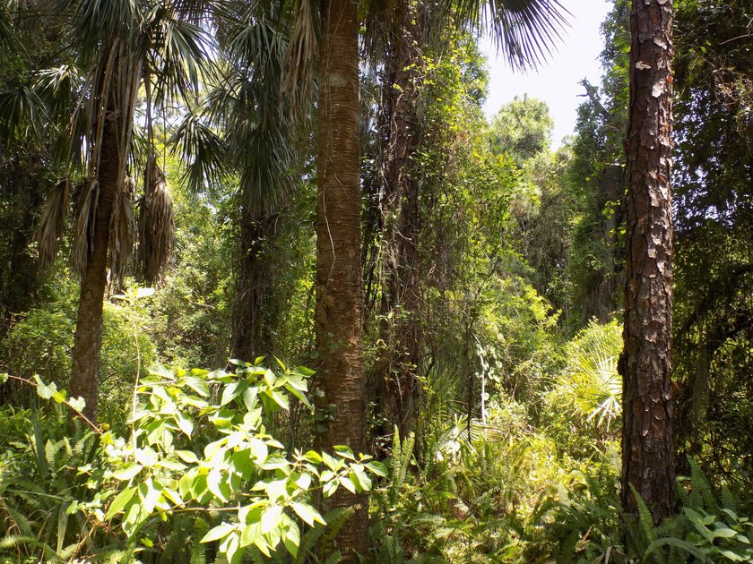This prime .70 acre parcel is in an established neighborhood - photo 5