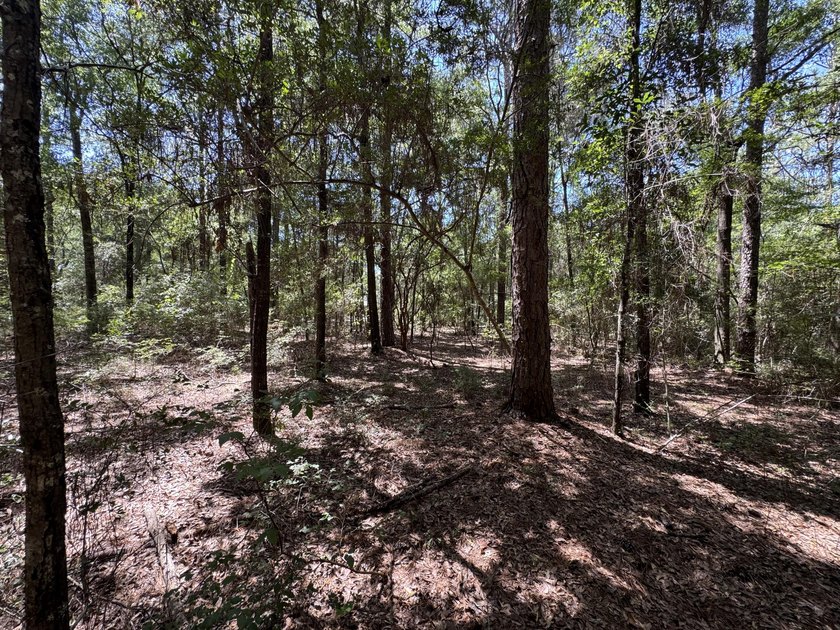 This expansive 3.9-acre parcel in Dogwood Lakes Estates, a - photo 13