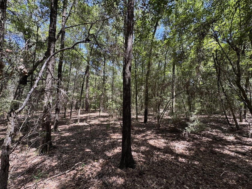 This expansive 3.9-acre parcel in Dogwood Lakes Estates, a - photo 15